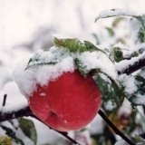 Šta učiniti ako je stablo jabuke smrznuto
